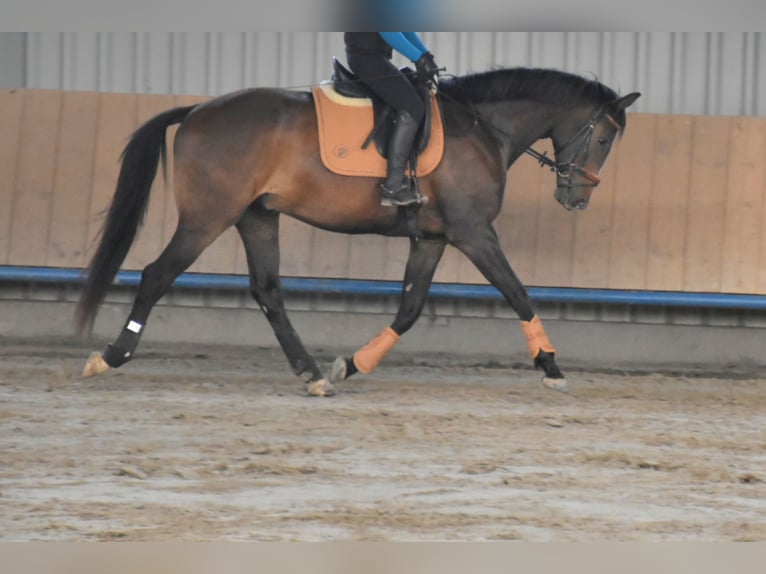 Oldenburg Gelding 4 years 16,2 hh Brown in Petershagen