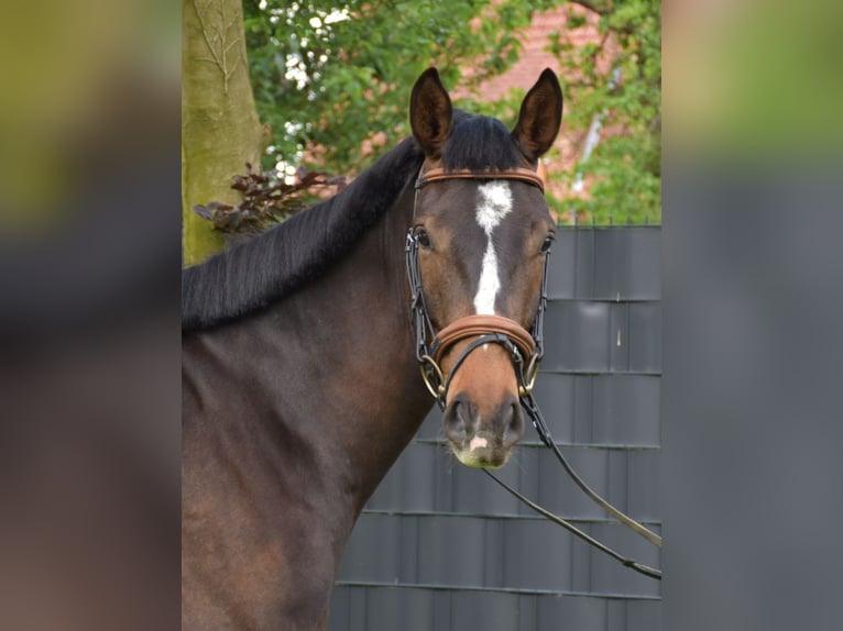 Oldenburg Gelding 4 years 16,2 hh Brown in Petershagen