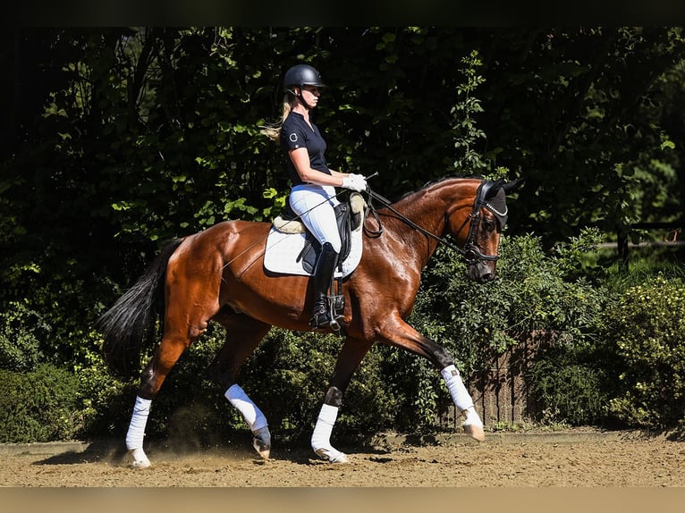 Oldenburg Gelding 4 years 16,2 hh Brown in Riedstadt