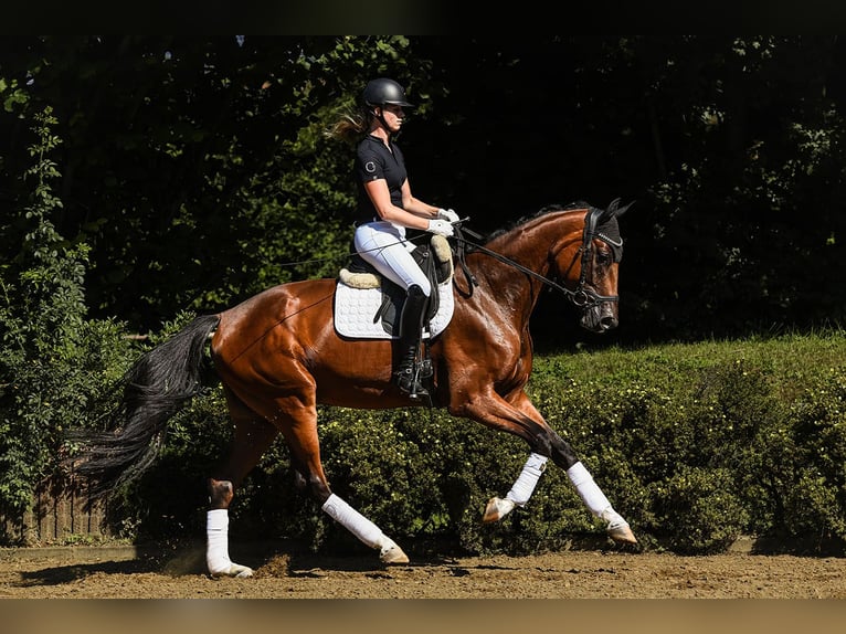 Oldenburg Gelding 4 years 16,2 hh Brown in Riedstadt