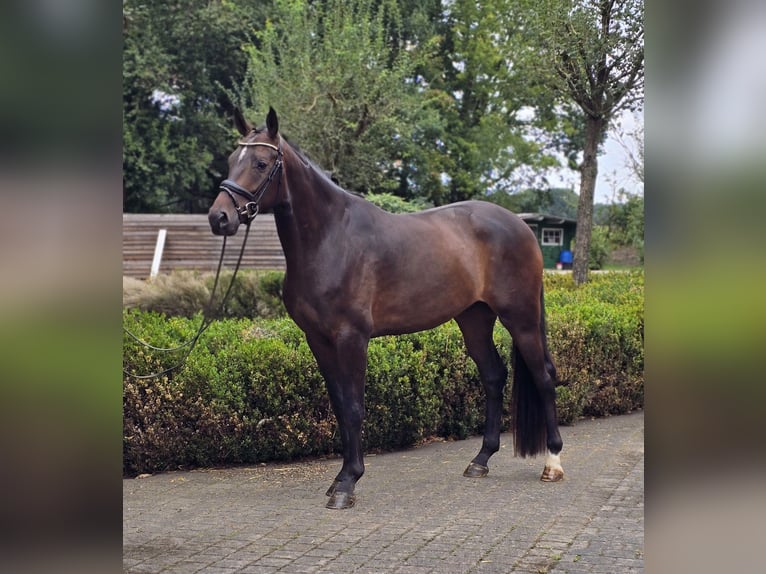 Oldenburg Gelding 4 years 16.2 hh Brown in Warendorf