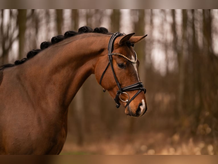 Oldenburg Gelding 4 years 16.2 hh Brown in Wehringen