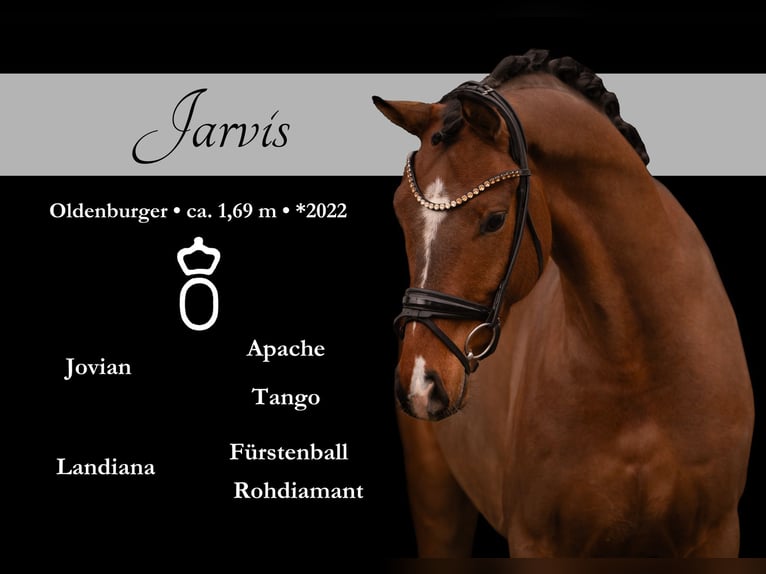 Oldenburg Gelding 4 years 16.2 hh Brown in Wehringen