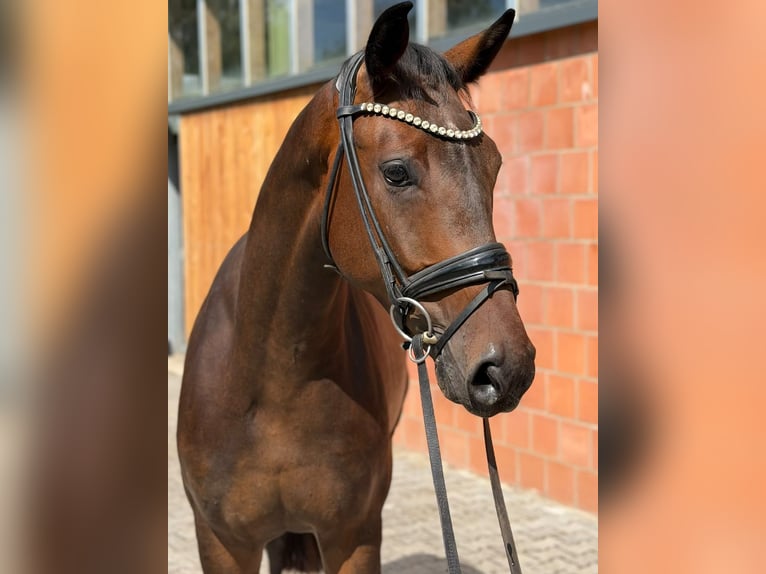 Oldenburg, Gelding, 4 years, 16.2 hh, Brown
