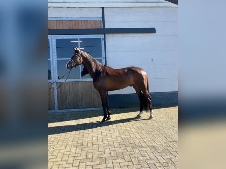 Oldenburg Gelding 4 years 16.2 hh Brown in Mönchengladbach