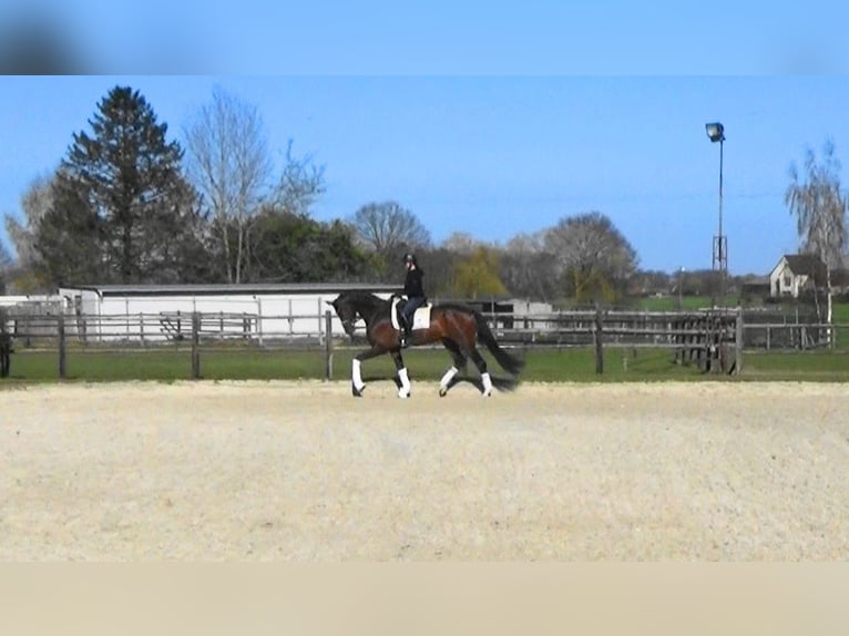 Oldenburg Gelding 4 years 16.2 hh Brown in Mönchengladbach
