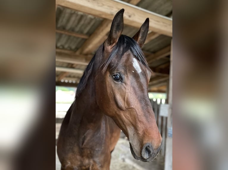 Oldenburg Gelding 4 years 16,2 hh Brown in Graz