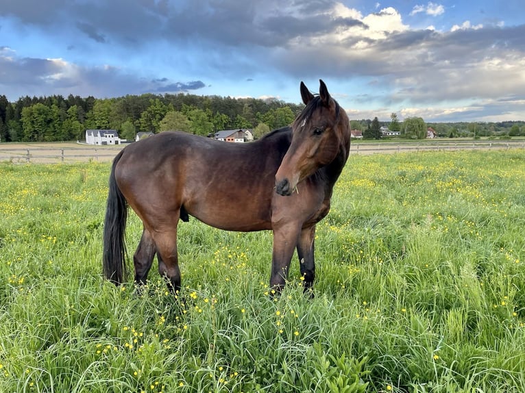 Oldenburg Gelding 4 years 16,2 hh Brown in Graz