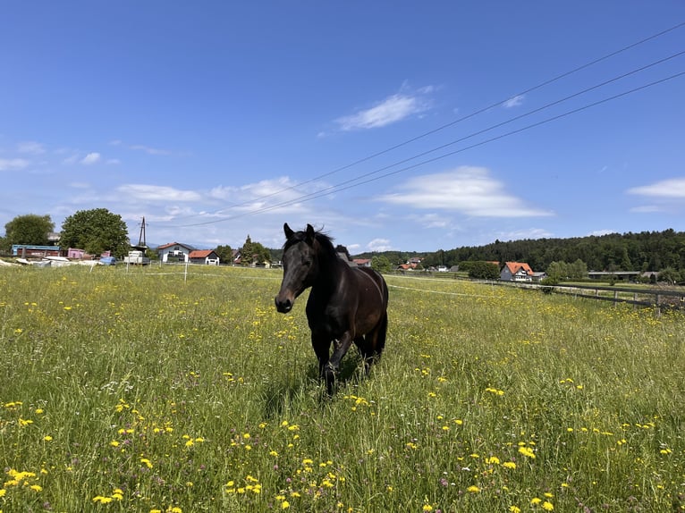 Oldenburg Gelding 4 years 16,2 hh Brown in Graz