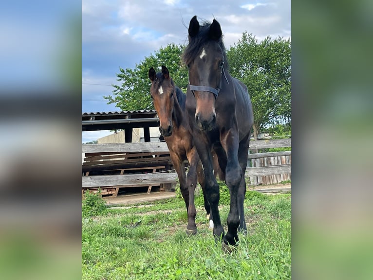 Oldenburg Gelding 4 years 16,2 hh Brown in Graz