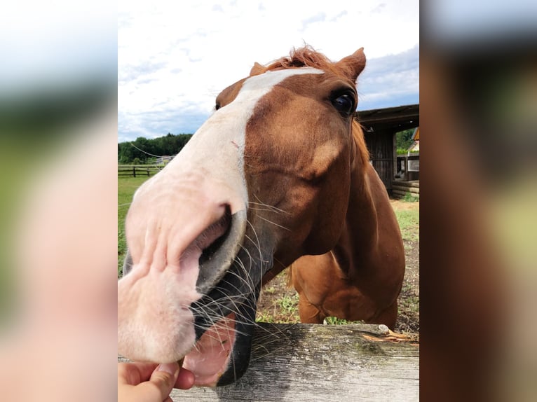 Oldenburg Gelding 4 years 16,2 hh Brown in Graz