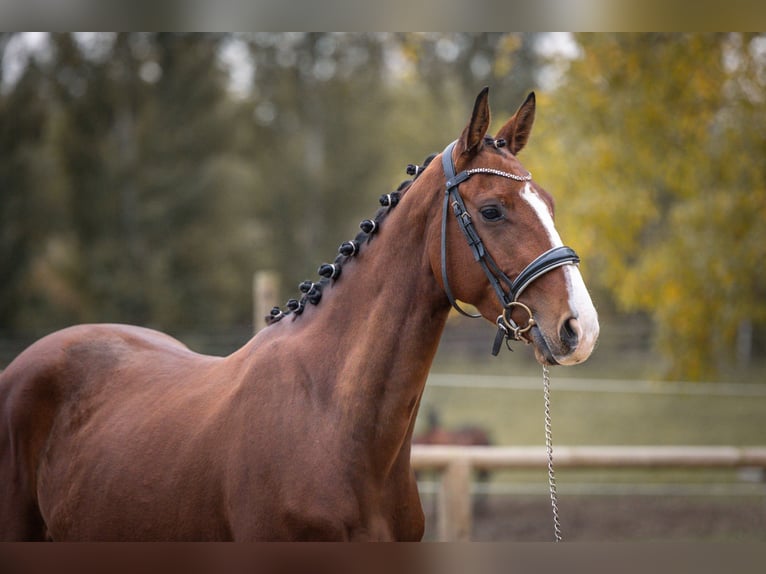 Oldenburg Gelding 4 years 16,2 hh Brown in Steinbrunn-le-bas