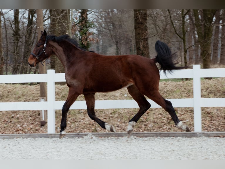 Oldenburg Gelding 4 years 16,2 hh Brown in Friedeburg