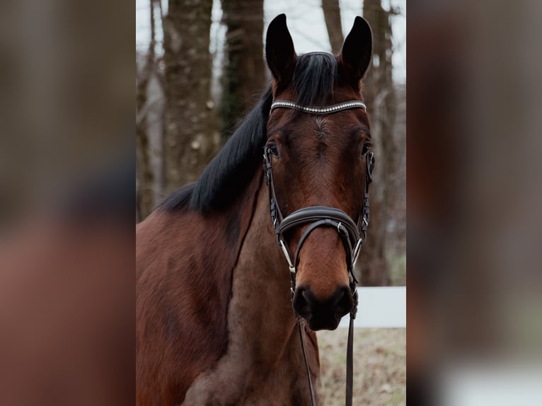 Oldenburg Gelding 4 years 16,2 hh Brown in Friedeburg