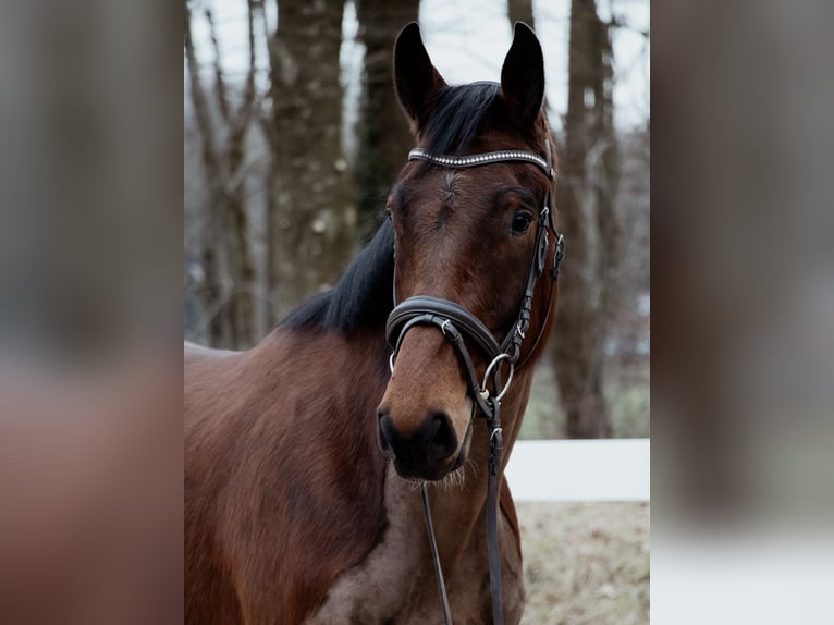 Oldenburg Gelding 4 years 16,2 hh Brown in Friedeburg