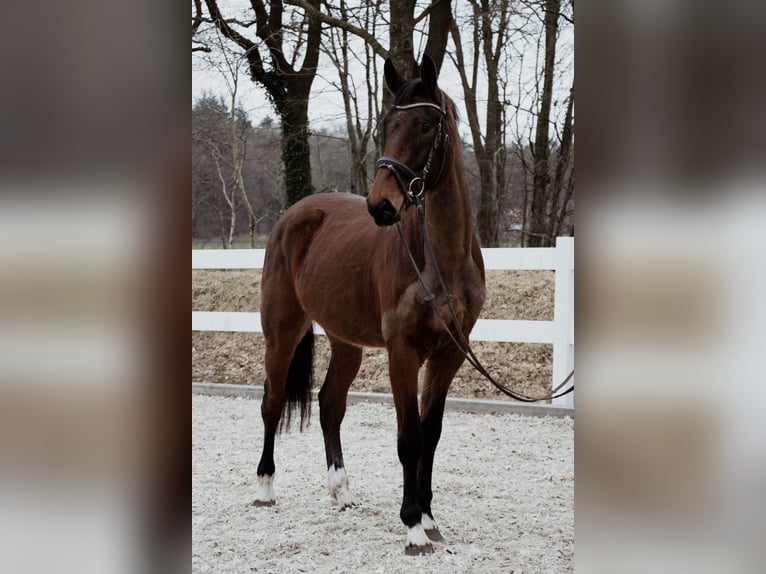 Oldenburg Gelding 4 years 16,2 hh Brown in Friedeburg