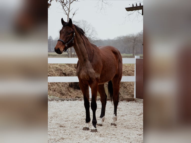 Oldenburg Gelding 4 years 16,2 hh Brown in Friedeburg