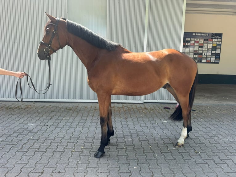 Oldenburg Gelding 4 years 16.2 hh Brown in Güglingen