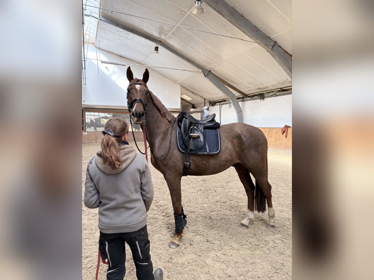 Oldenburg Gelding 4 years 16.2 hh Chestnut in Hamburg