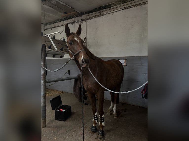 Oldenburg Gelding 4 years 16.2 hh Chestnut in Hamburg