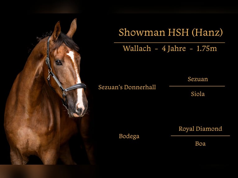 Oldenburg Gelding 4 years 16,2 hh Chestnut in Kessenich