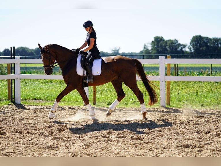 Oldenburg Gelding 4 years 16,2 hh Chestnut in Kessenich