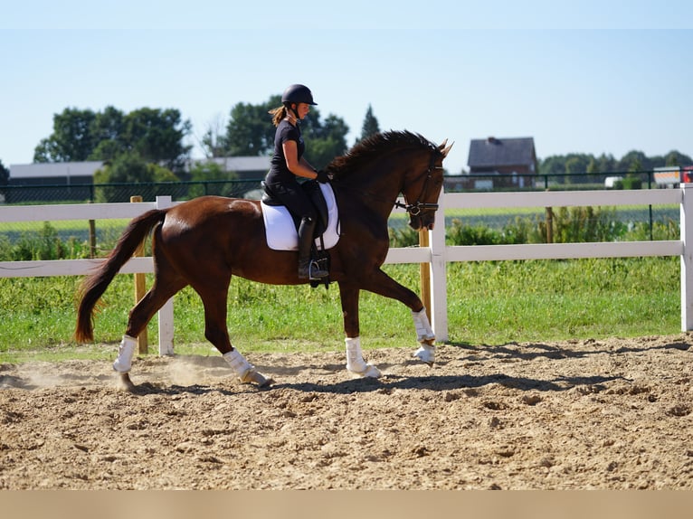 Oldenburg Gelding 4 years 16,2 hh Chestnut in Kessenich