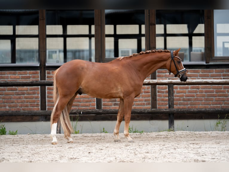 Oldenburg Gelding 4 years 16.2 hh Chestnut-Red in Heidesheim am Rhein