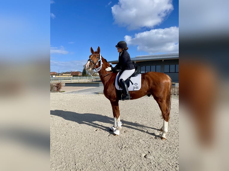 Oldenburg Gelding 4 years 16.2 hh Chestnut-Red in Moltzow