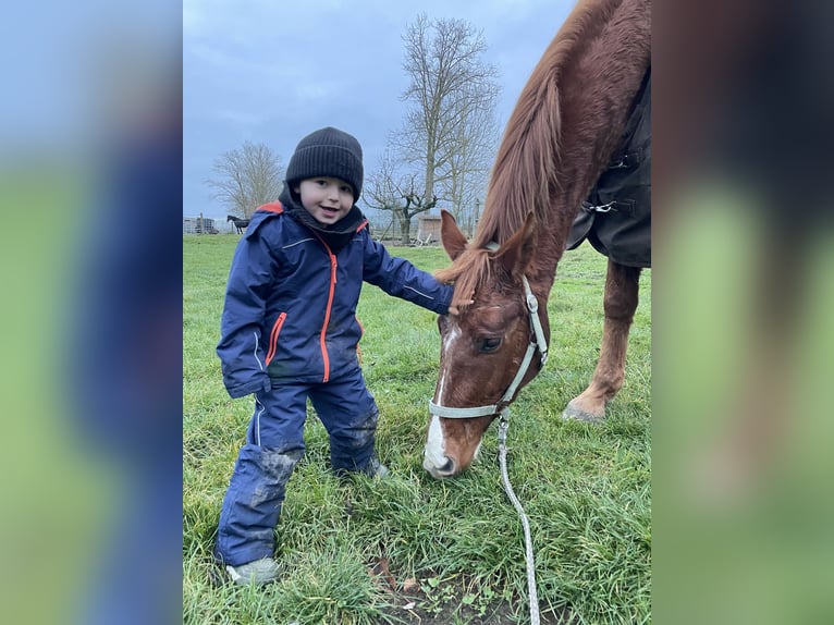 Oldenburg Gelding 4 years 16.2 hh Chestnut-Red in Moltzow
