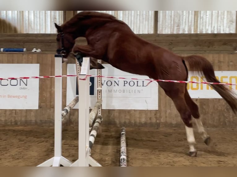 Oldenburg Gelding 4 years 16.2 hh Chestnut-Red in Moltzow