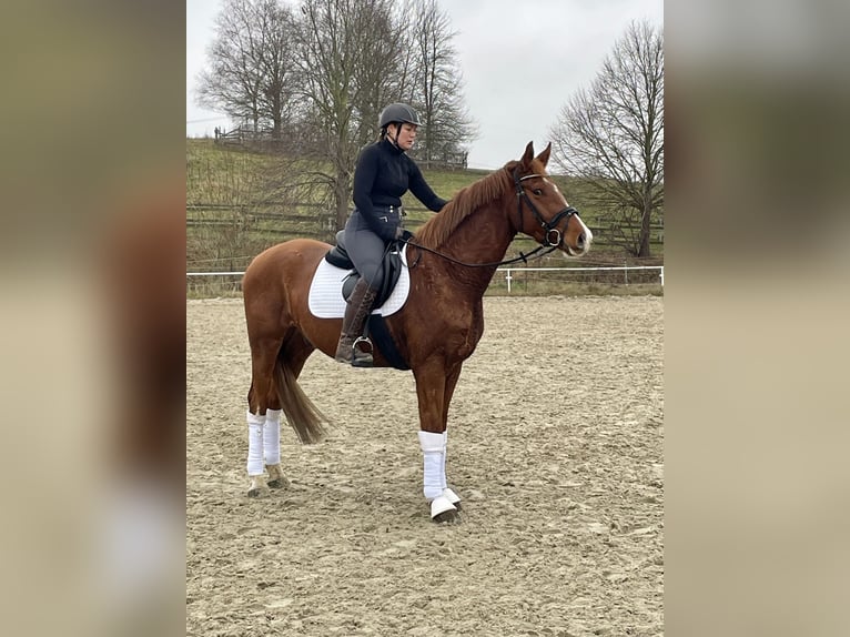 Oldenburg Gelding 4 years 16.2 hh Chestnut-Red in Moltzow