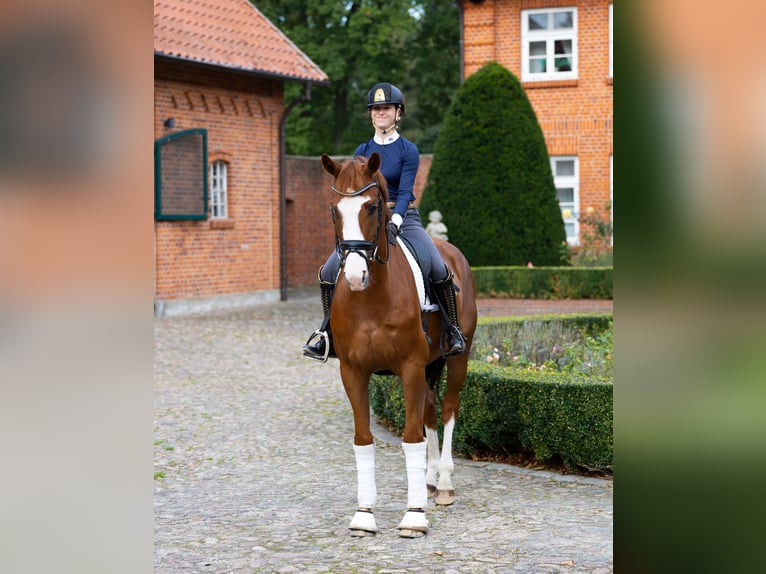 Oldenburg Gelding 4 years 16.2 hh Chestnut-Red in Kirchlinteln