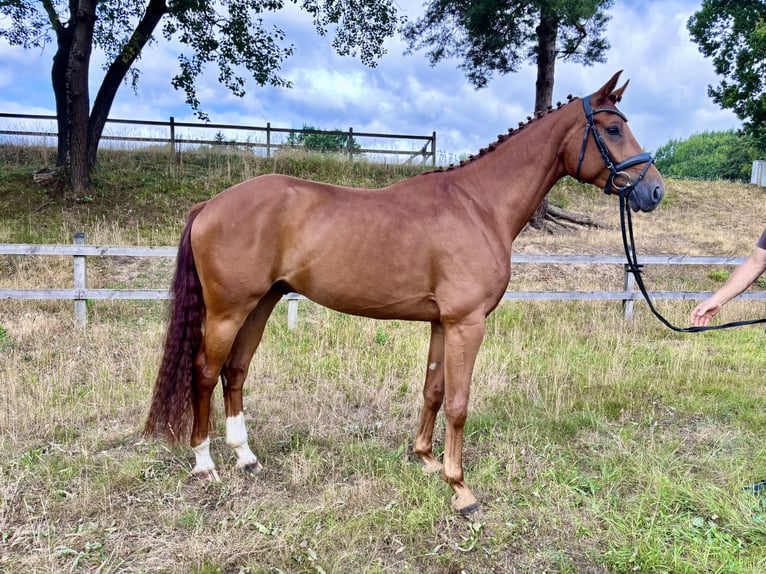 Oldenburg Gelding 4 years 16.2 hh Chestnut-Red in Alfhausen