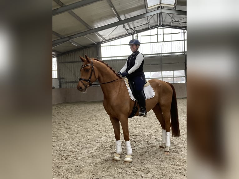 Oldenburg Gelding 4 years 16,2 hh Chestnut-Red in Esterwegen