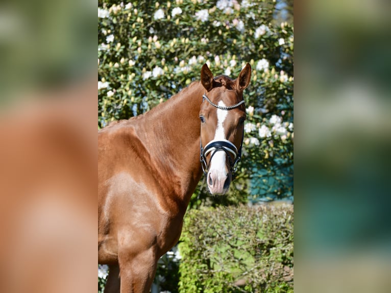 Oldenburg Gelding 4 years 16.2 hh Chestnut-Red in Vechta