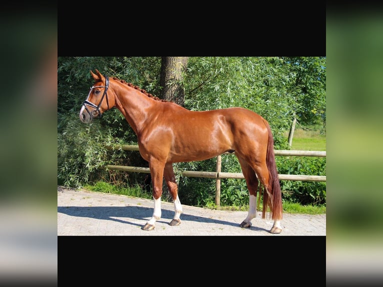 Oldenburg Gelding 4 years 16,2 hh Chestnut-Red in Wangerland Hohenkirchen