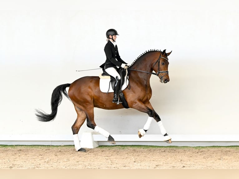 Oldenburg Gelding 4 years 16.2 hh  in Saerbeck