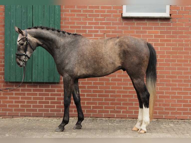 Oldenburg Gelding 4 years 16.2 hh Grey in Wallenhorst