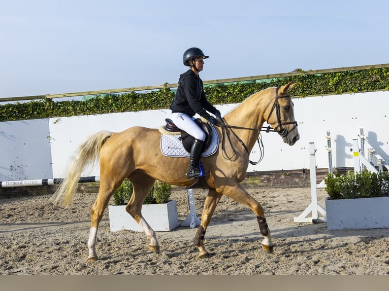 Oldenburg Gelding 4 years 16,2 hh Palomino in Waddinxveen