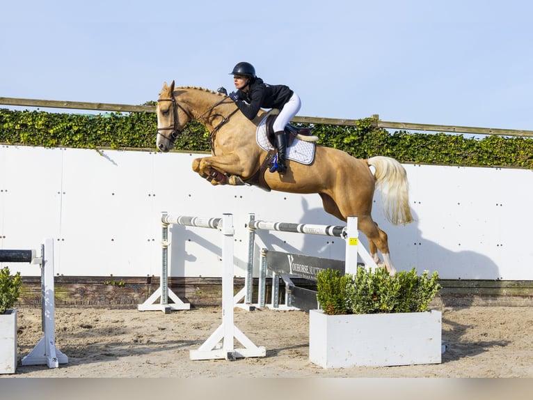 Oldenburg Gelding 4 years 16,2 hh Palomino in Waddinxveen