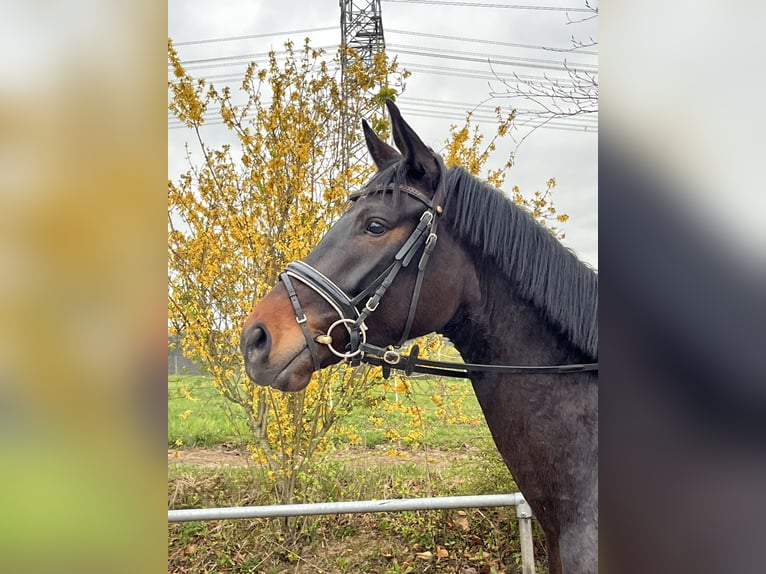 Oldenburg Gelding 4 years 16.2 hh Smoky-Black in Besigheim