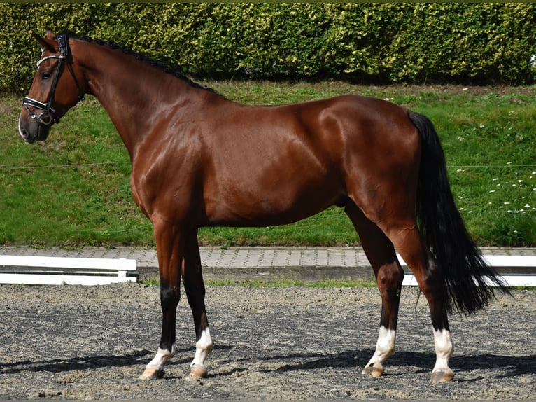 Oldenburg Gelding 4 years 16,3 hh Bay-Dark in F&#xFC;rstenau