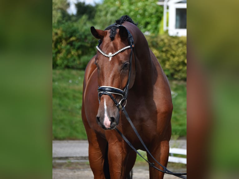 Oldenburg Gelding 4 years 16,3 hh Bay-Dark in F&#xFC;rstenau