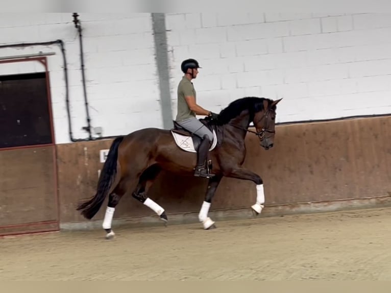 Oldenburg Gelding 4 years 16,3 hh Bay-Dark in Lohne (Oldenburg)