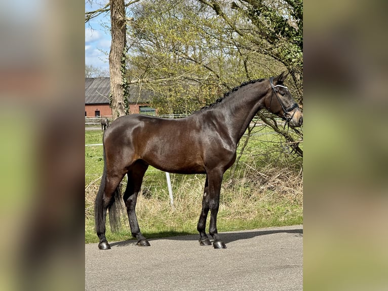 Oldenburg Gelding 4 years 16.3 hh Bay-Dark in Bawinkel