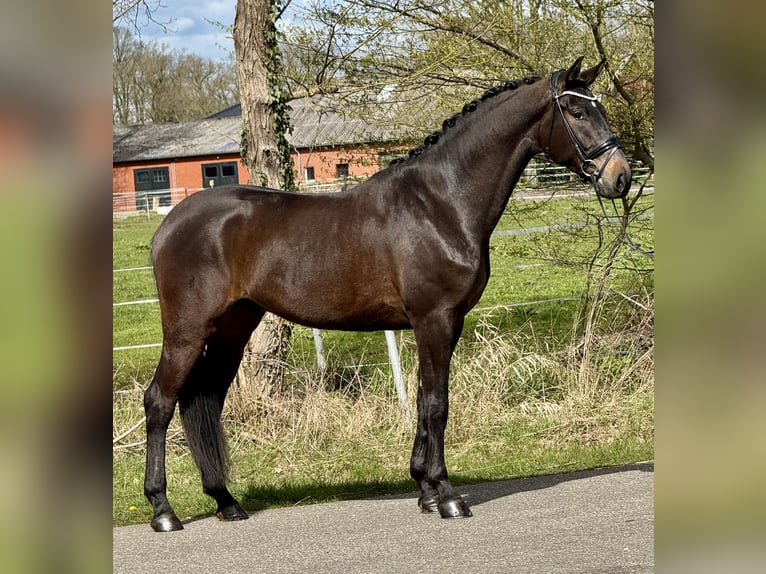 Oldenburg Gelding 4 years 16.3 hh Bay-Dark in Bawinkel