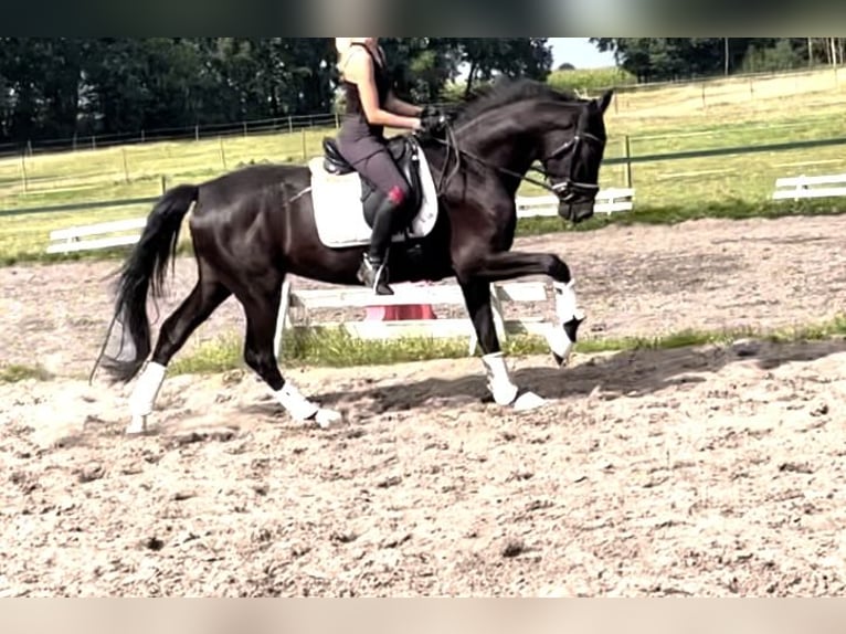 Oldenburg Gelding 4 years 16,3 hh Black in Kirchlinteln