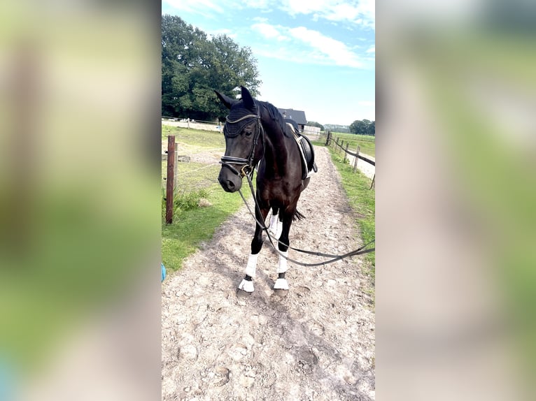 Oldenburg Gelding 4 years 16,3 hh Black in Kirchlinteln