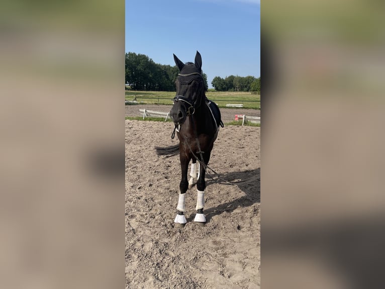 Oldenburg Gelding 4 years 16,3 hh Black in Kirchlinteln